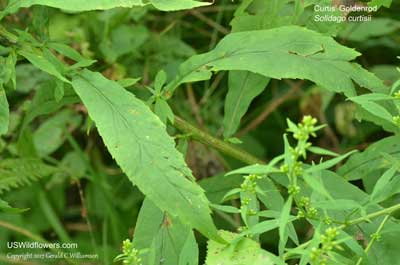 Solidago curtisii