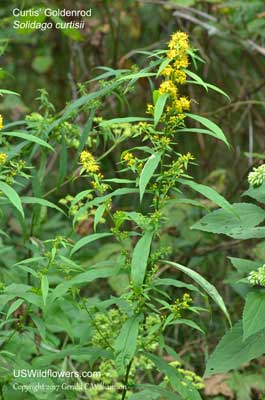 Solidago curtisii