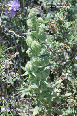 Phacelia hastata