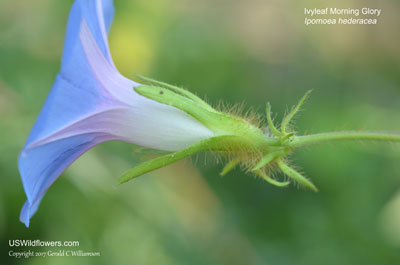 Ipomoea hederacea