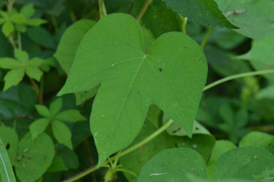 Ipomoea hederacea