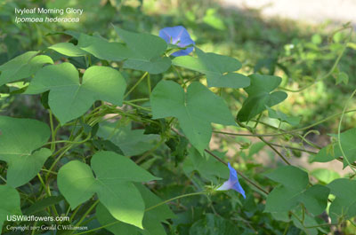 Ipomoea hederacea