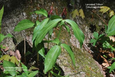 Trillium lancifolium