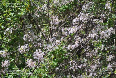 Prunus americana