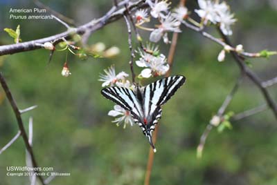 Prunus americana