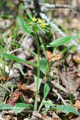 Lithospermum tuberosum