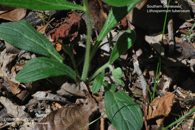 Lithospermum tuberosum