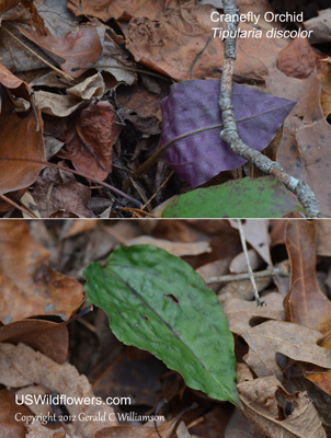 Tipularia discolor