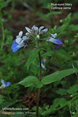 Collinsia verna