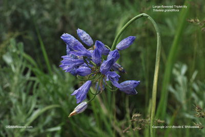 Triteleia grandiflora