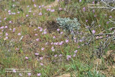 Erodium cicutarium