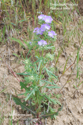 Phacelia linearis