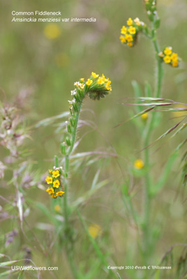 Amsinckia menziesii