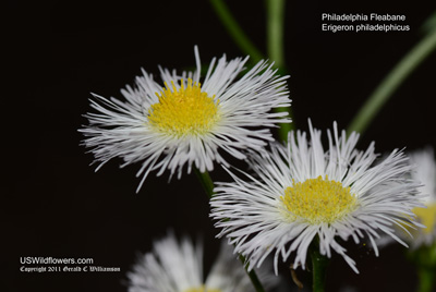 Erigeron philadelphicus