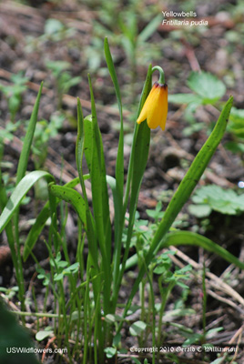 Fritillaria pudica