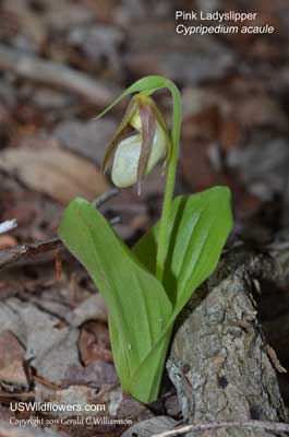 Cypripedium acaule