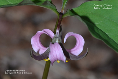 Trillium catesbaei