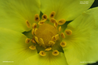 Potentilla recta