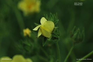 Potentilla recta