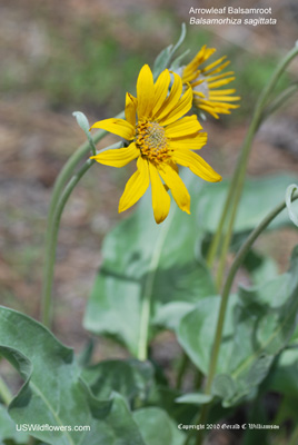 Balsamorhiza sagittata