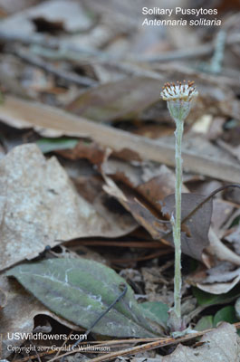 Antennaria solitaria