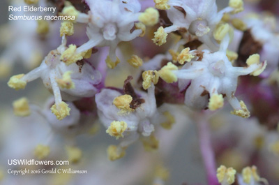 Sambucus racemosa