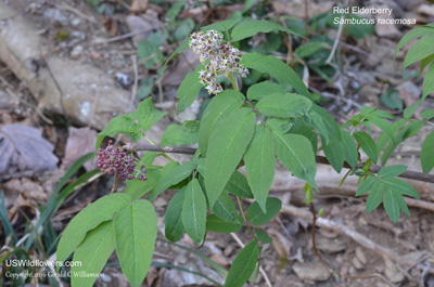 Sambucus racemosa