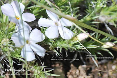 Phlox diffusa