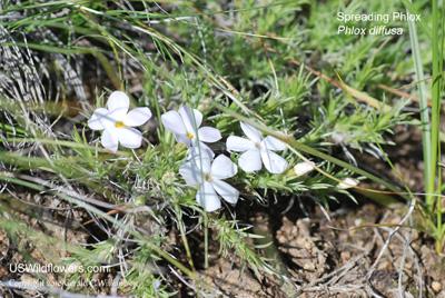 Phlox diffusa