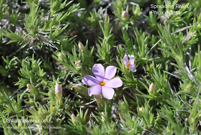 Phlox diffusa