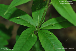 Lysimachia quadrifolia