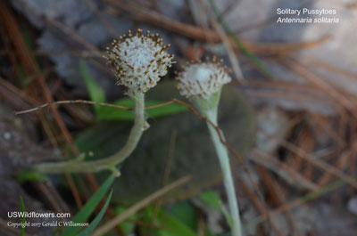 Antennaria solitaria