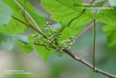 Toxicodendron radicans