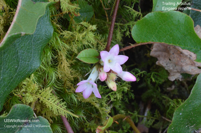 Epigaea repens