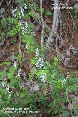 Vicia caroliniana