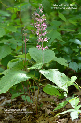 Collinsonia verticillata