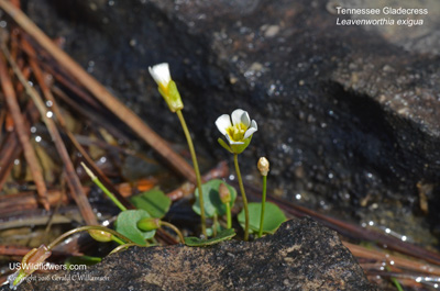 Leavenworthia exigua