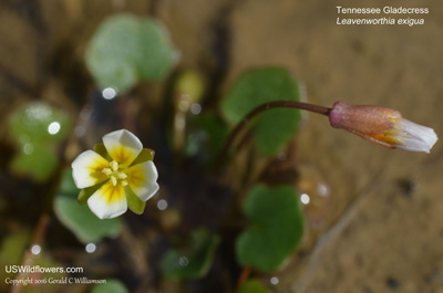 Leavenworthia exigua