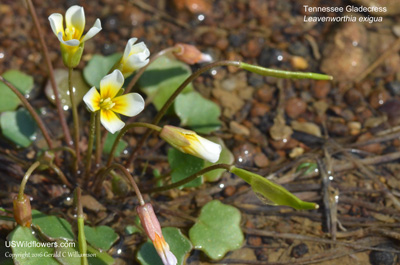 Leavenworthia exigua