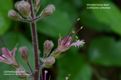 Collinsonia verticillata