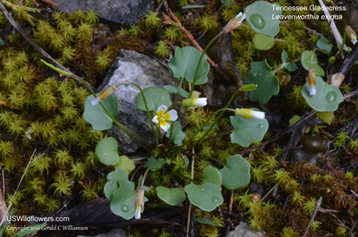 Leavenworthia exigua