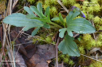 Viola egglestonii