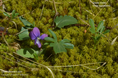 Viola egglestonii