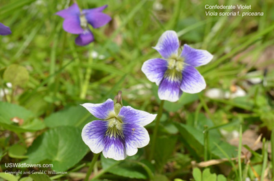 Viola sororia