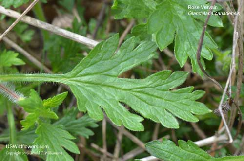 Glandularia canadensis