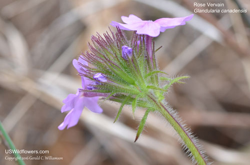 Glandularia canadensis