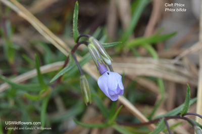 Phlox bifida