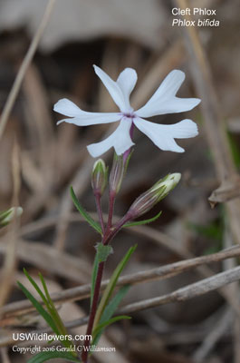 Phlox bifida