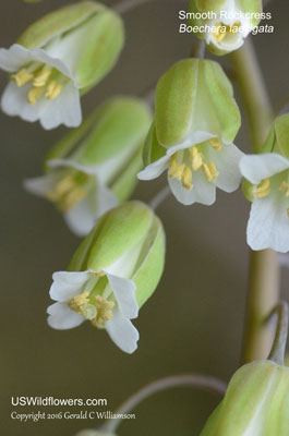 Boechera laevigata