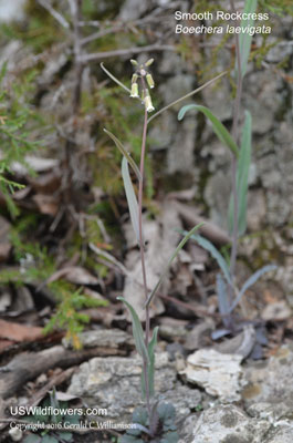 Boechera laevigata